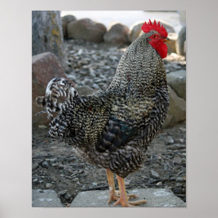 Rooster Portrait Poster