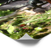 rooster poster (Hoek)