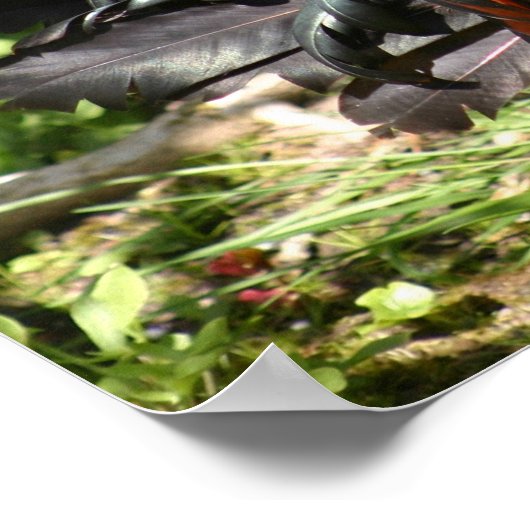 rooster poster (Hoek)