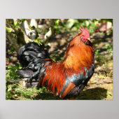 rooster poster (Voorkant)