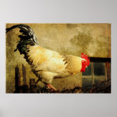  Rooster Poster (Voorkant)