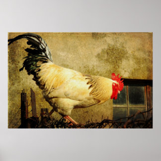 Rooster Poster