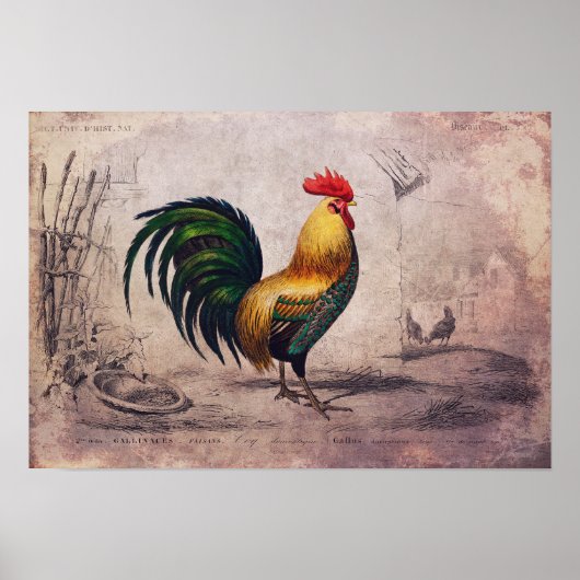  Rooster-Poster of losbladig papier Poster (Voorkant)