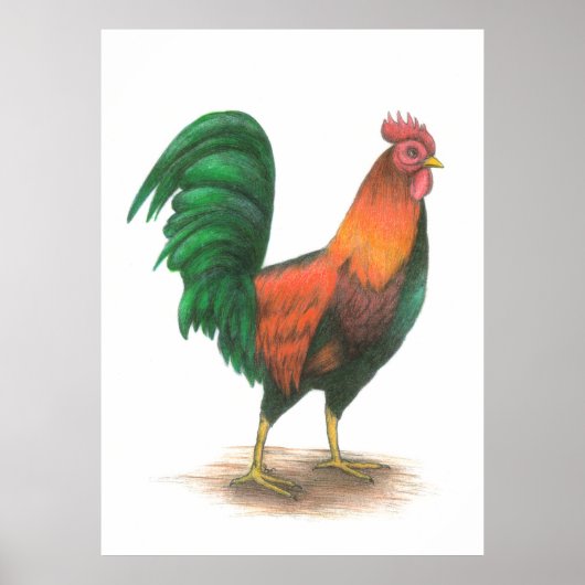 Rooster-Poster Poster (Voorkant)