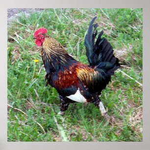 Rooster-Poster uitvoeren Poster