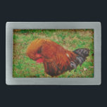 Rooster Preening Gesp<br><div class="desc">Rooster Preening Foto van Sandy Closs "boerderij yard rooster " "decorative rooster " " "colorful rooster " " mannetjeskip " " " " " " " boerderijdieren " "gamecock " kippehoenders</div>