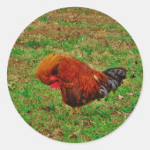 Rooster Preening Ronde Sticker (Voorkant)