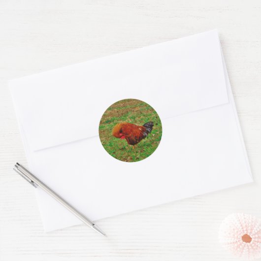 Rooster Preening Ronde Sticker (Envelop)