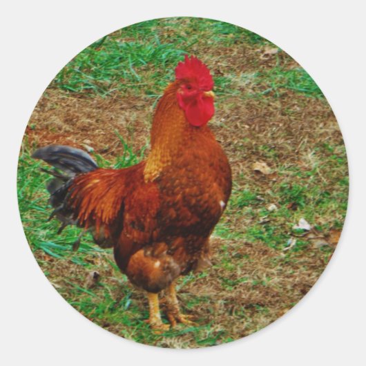 Rooster Ronde Sticker (Voorkant)