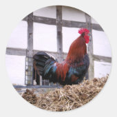 ROOSTER RONDE STICKER (Voorkant)