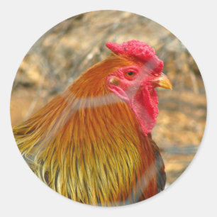 Rooster Ronde Sticker