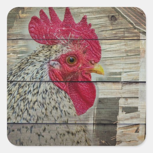 Rooster Rustic Chicken Coop Barn Board Vierkante Sticker (Voorkant)