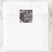 Rooster Stickers (Tas)