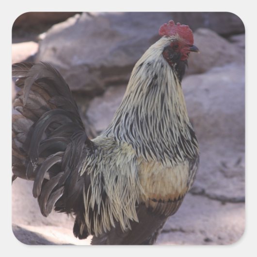 Rooster Stickers (Voorkant)