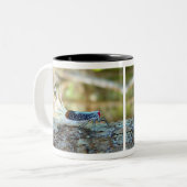 Rooster-tail Cicada (fulgorid planthopper) Tweekleurige Koffiemok (Voorkant links)