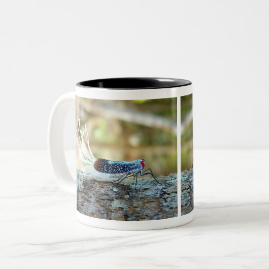 Rooster-tail Cicada (fulgorid planthopper) Tweekleurige Koffiemok (Voorkant links)