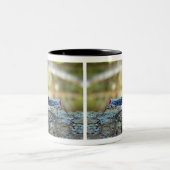 Rooster-tail Cicada (fulgorid planthopper) Tweekleurige Koffiemok (Center)