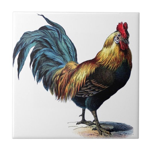  Rooster Tegeltje (Voorkant)