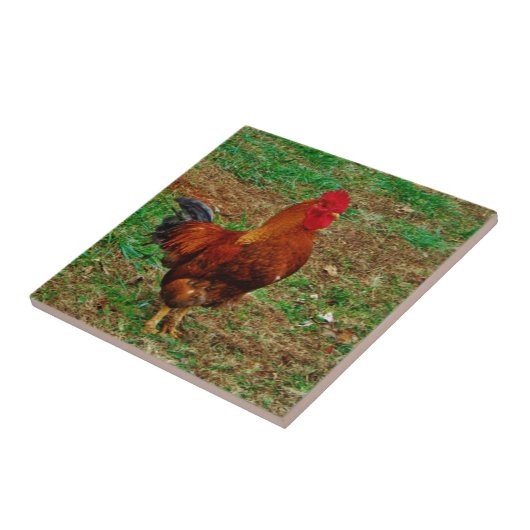 Rooster Tegeltje (Zijkant)