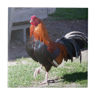 Rooster Tegeltje