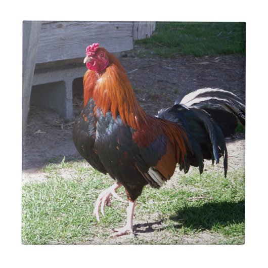 Rooster Tegeltje (Voorkant)