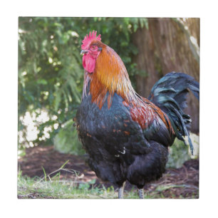 Rooster Tegeltje