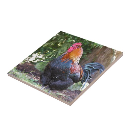 Rooster Tegeltje (Zijkant)