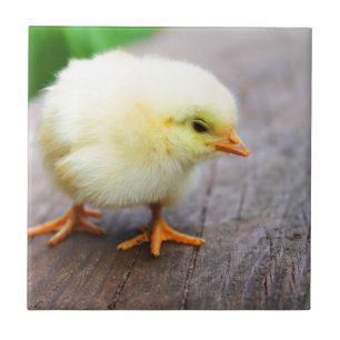 rooster tegeltje