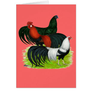 Rooster Trio met lange staart