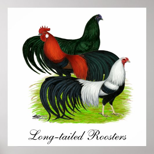 Rooster Trio met lange staart Poster (Voorkant)