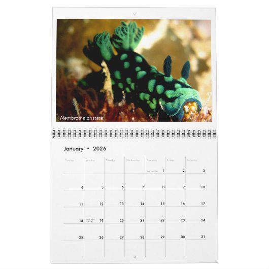 Rooster van 12 maanden met foto's van Nudibranchs Kalender (Jan 2026)