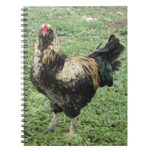 Rooster van Black & Gold Ameraucana Notitieboek (Voorkant)