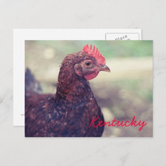 Rooster van JerseyFawn Briefkaart (Voorkant / Achterkant)