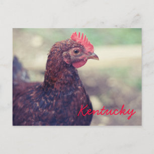 Rooster van JerseyFawn Briefkaart