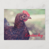 Rooster van JerseyFawn Briefkaart (Voorkant)