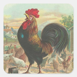 Rooster Vierkante Sticker