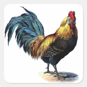  rooster vierkante sticker