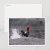 Rooster Wilde Vogel in de Natuur Briefkaart (Voorkant / Achterkant)