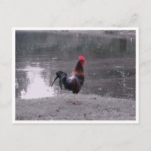 Rooster Wilde Vogel in de Natuur Briefkaart