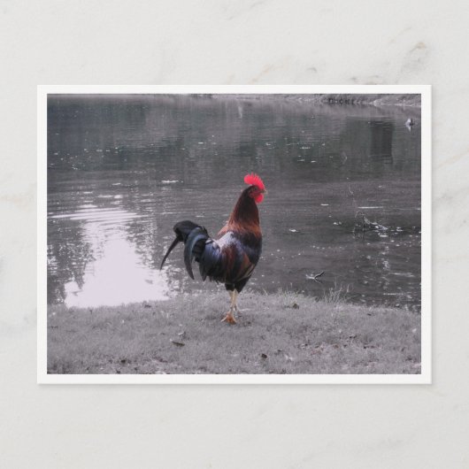 Rooster Wilde Vogel in de Natuur Briefkaart (Voorkant)