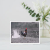 Rooster Wilde Vogel in de Natuur Briefkaart (Staand voorkant)