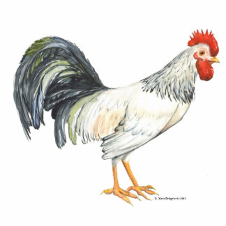 Rooster wit met handbeschilderde zwarte veren staand fotobeeldje 