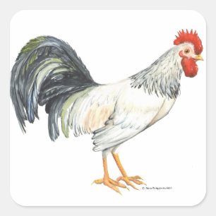 Rooster wit met zwarte staart vierkante sticker