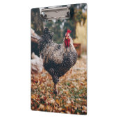 Rooster zwart-wit met twee hennen in Natuur Klembord (Links)