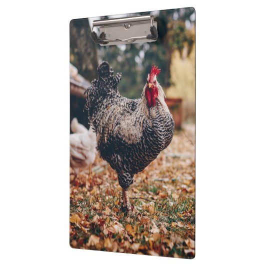 Rooster zwart-wit met twee hennen in Natuur Klembord (Links)