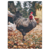 Rooster zwart-wit met twee hennen in Natuur Klembord (Achterkant)