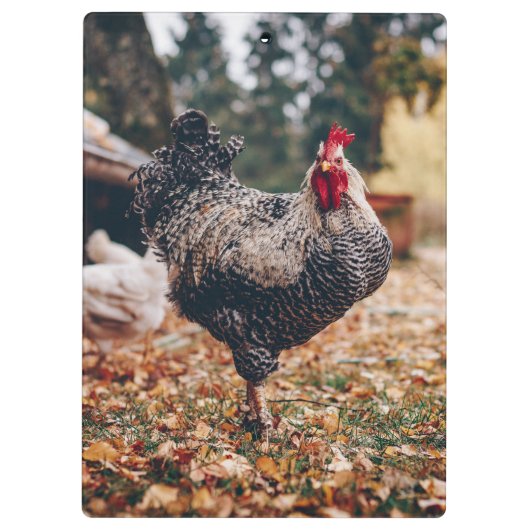 Rooster zwart-wit met twee hennen in Natuur Klembord (Achterkant)