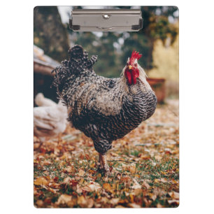 Rooster zwart-wit met twee hennen in Natuur Klembord