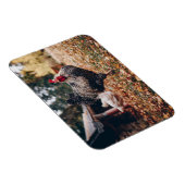 Rooster zwart-wit met twee hennen in Natuur Magneet (Rechterzijde)