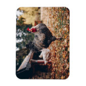 Rooster zwart-wit met twee hennen in Natuur Magneet (Verticaal)